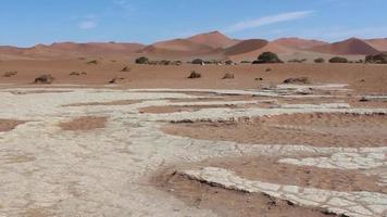 Namibie, Afrique - paysage désertique et arbres rares video