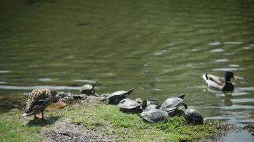 Milan, Italy - park Sempione - turtles bask in the sun video