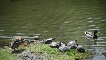 milaan, italië - park sempione - schildpadden koesteren zich in de zon video