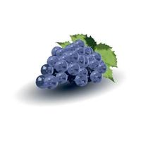 diseño realista del vector de uvas