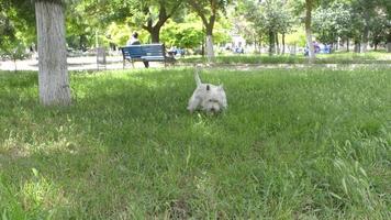 kleiner weißer Hund, der auf dem Gras spielt - Picknick im Park video