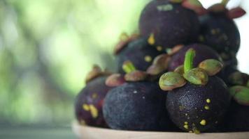 Panning shot of purple mangosteen with leaves, mangosteen is queen of tropical fruit video
