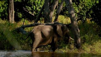um grande grupo de elefantes africanos brancos banhando-se de maneira divertida na vista lateral de um elefante de quatro arbustos caminhando na savana