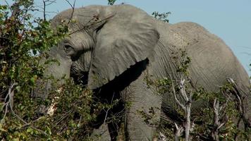 African savanna elephant Close shot of a male elephant chewing grass Portrait of grazing video