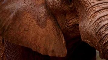 Énorme mâle en voie de disparition éléphant de brousse africain majestueux éléphant d'afrique à etosha namibie afrique safari faune video