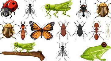 Colección de diferentes insectos aislado sobre fondo blanco. vector