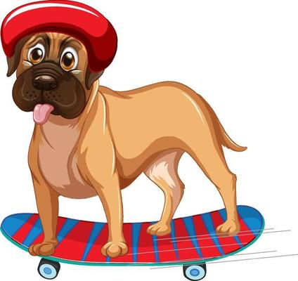 Boxer dog wears helmet standing on skateboard