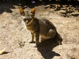 Beautiful cute cat taking sun bath in the garden. Cute domestic animal photo