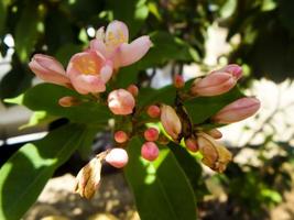 Red Buckeye flower is very beautiful when blooming and the color is so natural. Perfect for collection of wallpapers, backgrounds, etc. photo