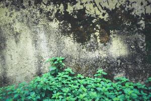 abstract gray stone wall realistic texture ornament and green plant building rock on nature. photo