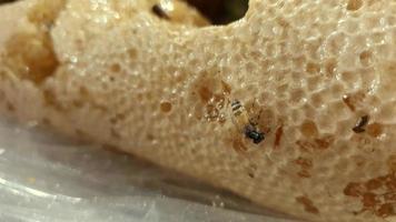 Bees on the honeycomb. Honeycomb with bee bread. video