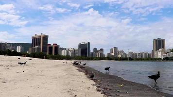 buitre negro tropical y palomas playa botafogo rio de janeiro. video