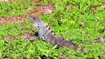 Mexican iguana lies on green grass nature forest of Mexico. video