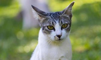 primer plano lindo gato con ojos azules tirado en el césped. mascotas populares foto