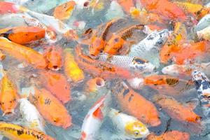 Colorful fancy koi fish. Carp fish photo