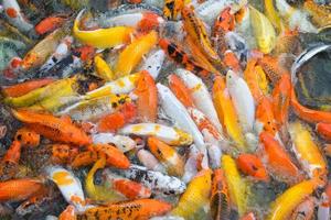 coloridos peces koi de fantasía. Carpa foto