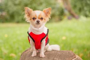 A long-haired chihuahua of white-red color in a vest sits on a tree stump in spring or autumn. Animal.