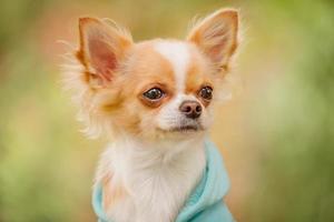 A long-haired chihuahua of in a blue hoodie in spring or autumn. Animal. photo