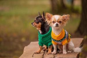 Two Chihuahua dogs look in different directions. Animals. Dogs in clothes for a walk.