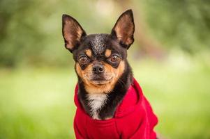 perro chihuahua en la naturaleza. un perro vestido con una sudadera con capucha roja. animal. mascota. foto