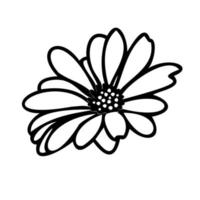 margarita elementos florales dibujados a mano vector