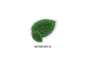 mint leave vector