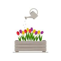 Wooden box with tulips and watering can. Isolate on a white background. Vector illustration.