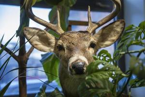 Venado de peluche en medio de algunas plantas en una tienda. foto