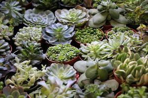 succulents of different kinds for sale in a store