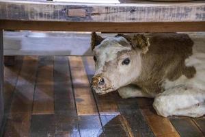 stuffed baby cow under a bench in a store photo