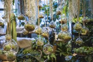 hanging glass terrarium with air plants inside photo
