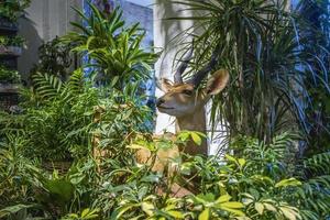 stuffed deer in the middle of some plants in a store photo