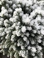 Green leaves of a plant covered with hoarfrost. Beautiful natural background with frost on the grass. Frozen flower. Rime ice on grass blades in the garden during frosts. Cold. Winter background. photo