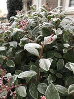 Green leaves of a plant covered with hoarfrost. Beautiful natural background with frost on the grass. Frozen flower. Rime ice on grass blades in the garden during frosts. Cold. Winter background. photo