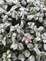 Green leaves of a plant covered with hoarfrost. Beautiful natural background with frost on the grass. Frozen flower. Rime ice on grass blades in the garden during frosts. Cold. Winter background. photo