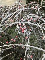 Green leaves of a plant covered with hoarfrost. Beautiful natural background with frost on the grass. Frozen flower. Rime ice on grass blades in the garden during frosts. Cold. Winter background. photo