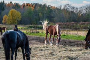Several farm horses graze in paddock against backdrop of forest trees photo