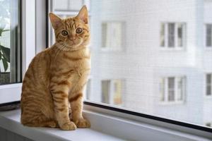Close-up of a cute ginger tabby kitten sitting on a windowsill with a mosquito net photo