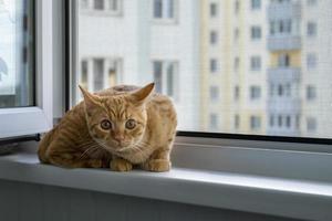 Close-up of a frightened cute ginger tabby kitten sitting on a windowsill with a mosquito net photo