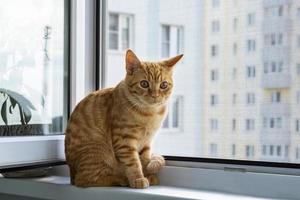 Close-up of a cute ginger tabby kitten sitting on a windowsill with a mosquito net photo