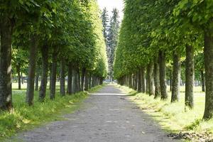 Carretera a lo largo de árboles en el parque de la ciudad de Moscú. foto