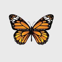 Monarch butterfly vector illustration