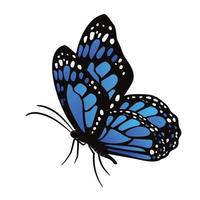 beautiful colorful butterfly vector