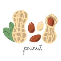 Hand drawn flat peanut. Modern vector illustration.