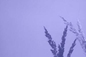 Shadows of twigs of dry plants on the wall in very peri trendy color. Nature background with copy space photo