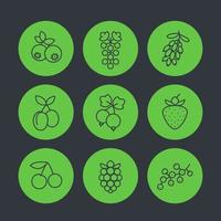 Berries icons set in linear style, raspberry, currant, blueberry, cherry, grape, strawberry, barberry, plums vector