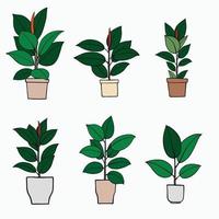 simplicity rubber fig plant freehand drawing flat design. vector