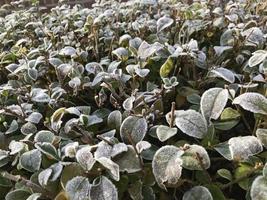 Green leaves of a plant covered with hoarfrost. Beautiful natural background with frost on the grass. Frozen flower. Rime ice on grass blades in the garden during frosts. Cold. Winter background. photo