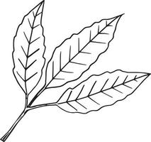 rama de cacao con hojas doodle dibujado a mano. elemento único para icono de diseño, etiqueta, cartel, eco, tarjeta, pegatina, planta vector