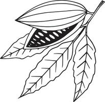 Granos de cacao que crecen en una rama con hojas doodle dibujados a mano. elemento único para icono de diseño, etiqueta, cartel, menú, tarjeta, pegatina, planta vector